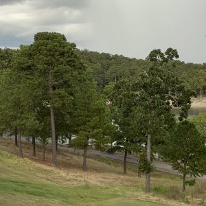 Brokenbow deer